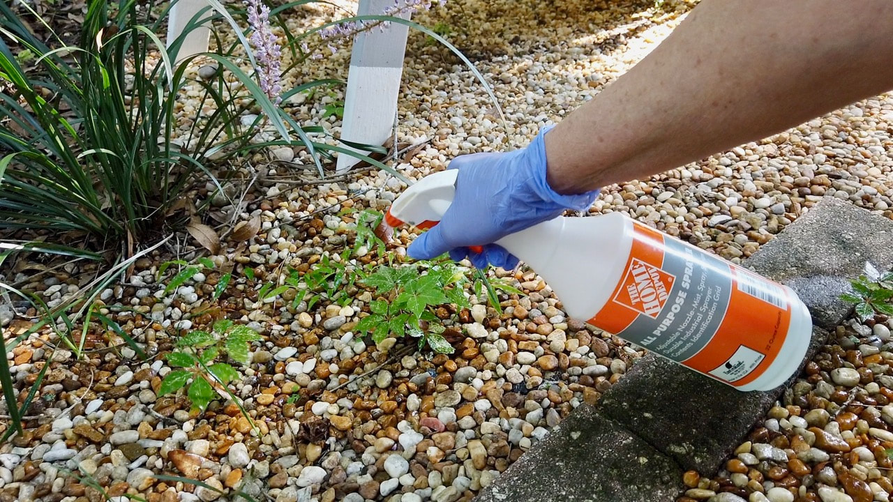 We put the 30% weed killer into a home depot spray bottle. 