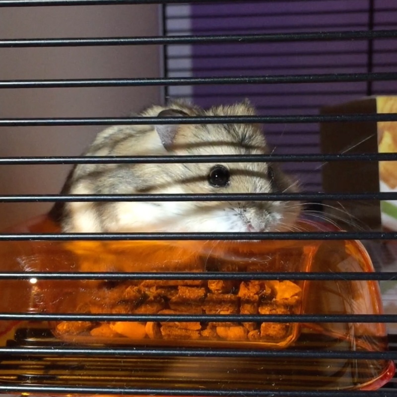 The Perfect Hamster Cage. MotherDaughterProjects.com
