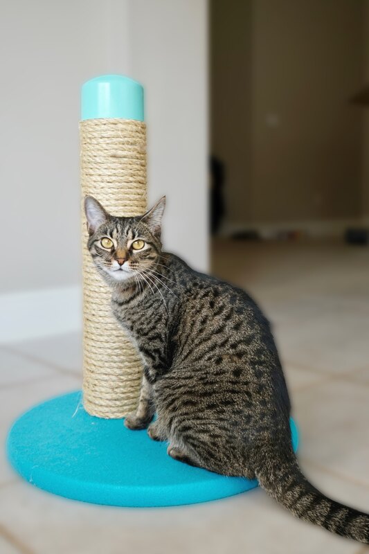 Cute cat with the scratching post.