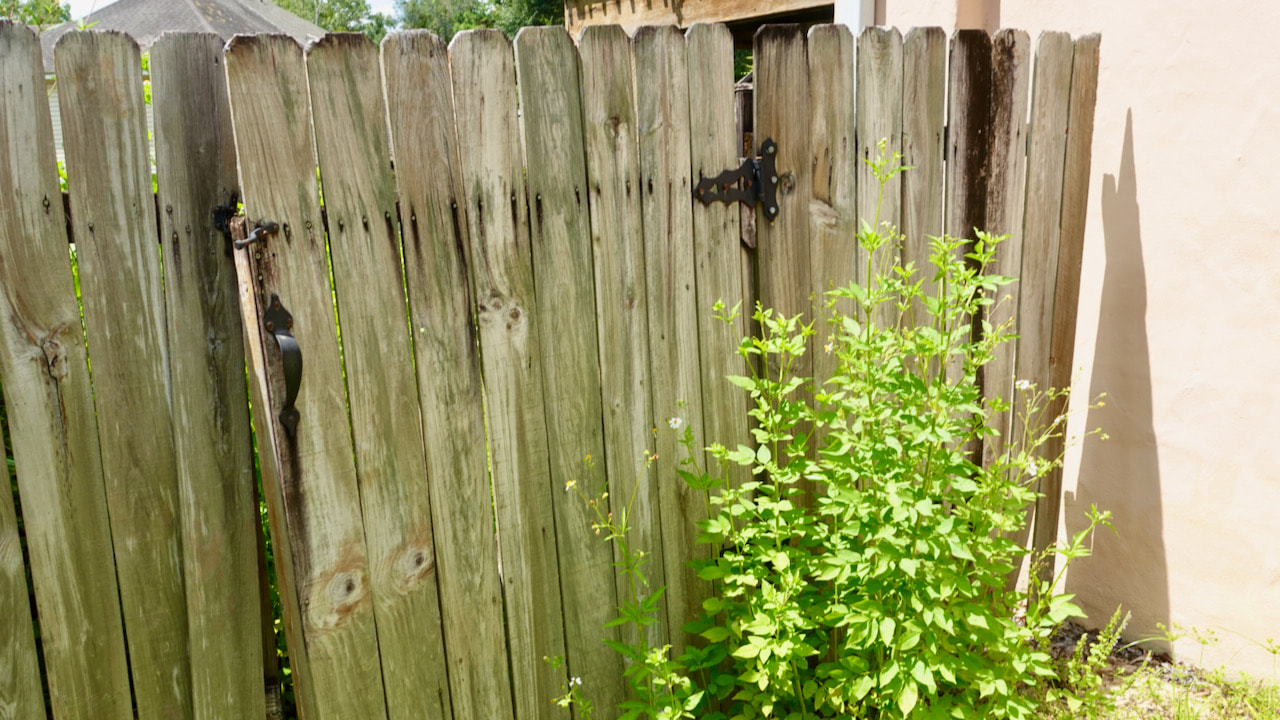 Behind this fence gate is literally a jungle of weeds.