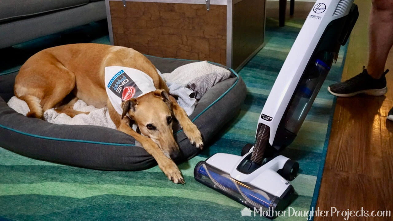 Mac the greyhound with the Hoover ONEPWR Evolve pet cordless upright vacuum.