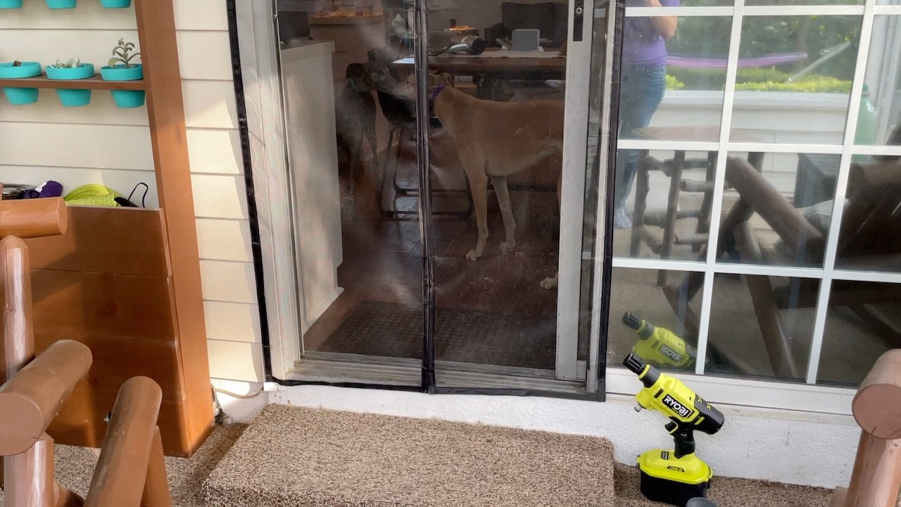 Both greyhounds learned how to get through the door in a very short amount of time.