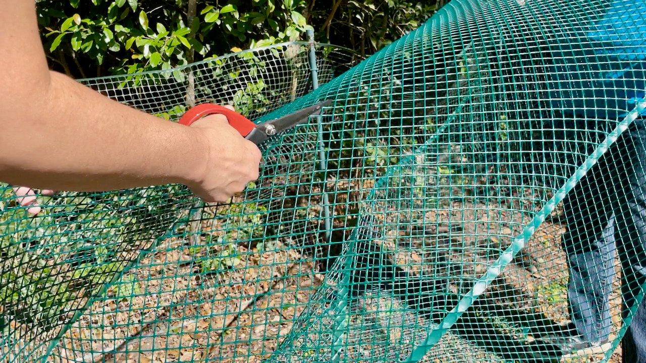 Cutting the poultry net in half lengthwise. 