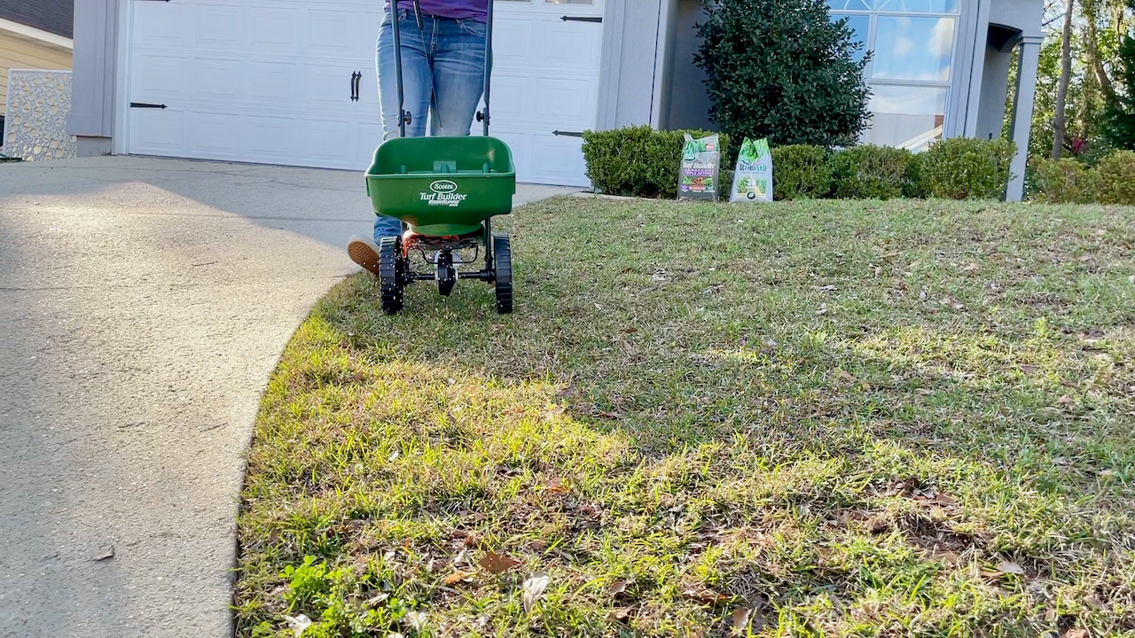 Walk behind the Scotts Turf Builder spreader to dispense the products. 