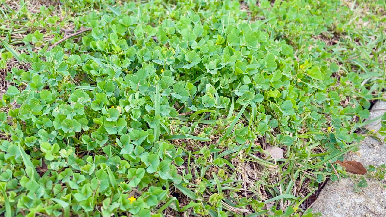 The Turf Builder Triple Action South Lawn Fertilizer (if you're not in the south, you'll have a fertilized designed for more northern climates) will kill common yard weeds like this clover