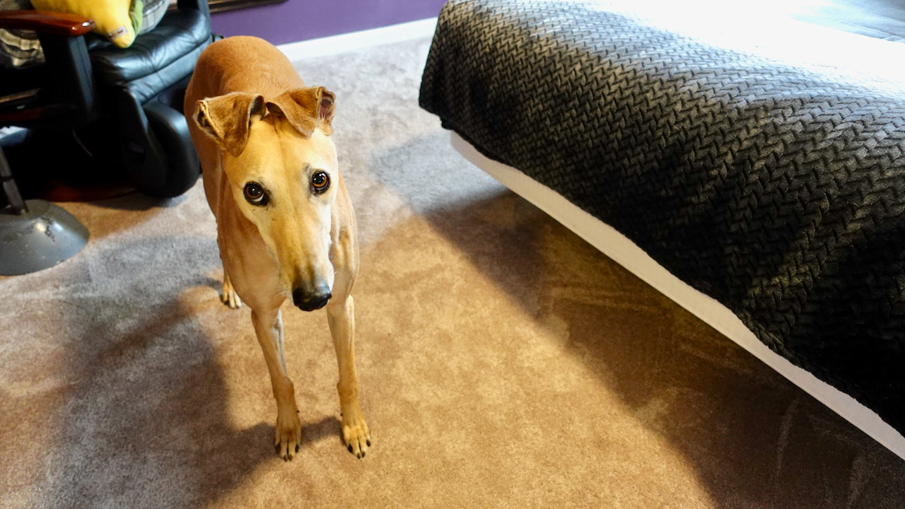 This is Mac, a retired greyhound who used to go by the name of LK's Freestar.