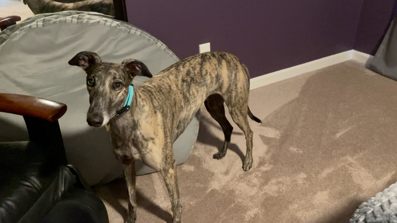 This is Tosh a brindle retired racing greyhound. She's new to home life.