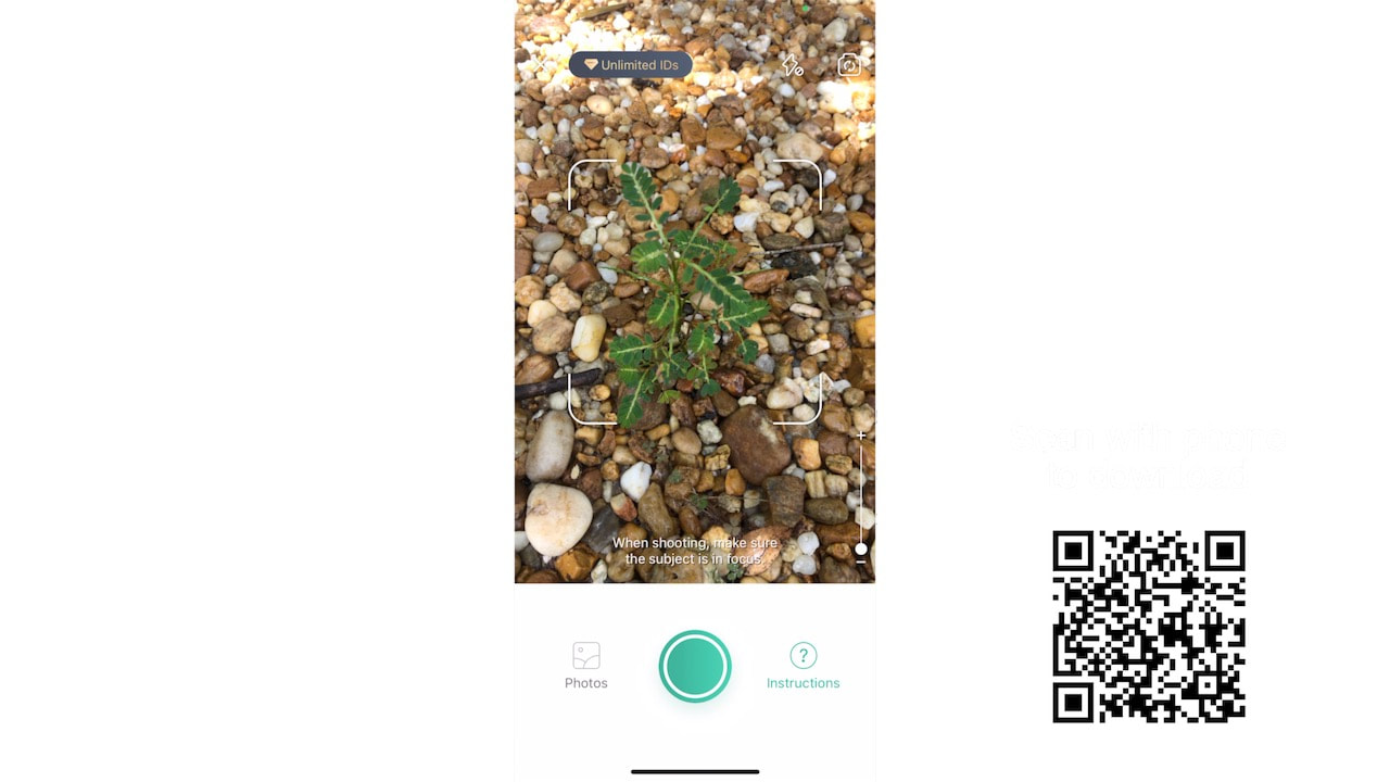 We identified the yard weeds with an app called 