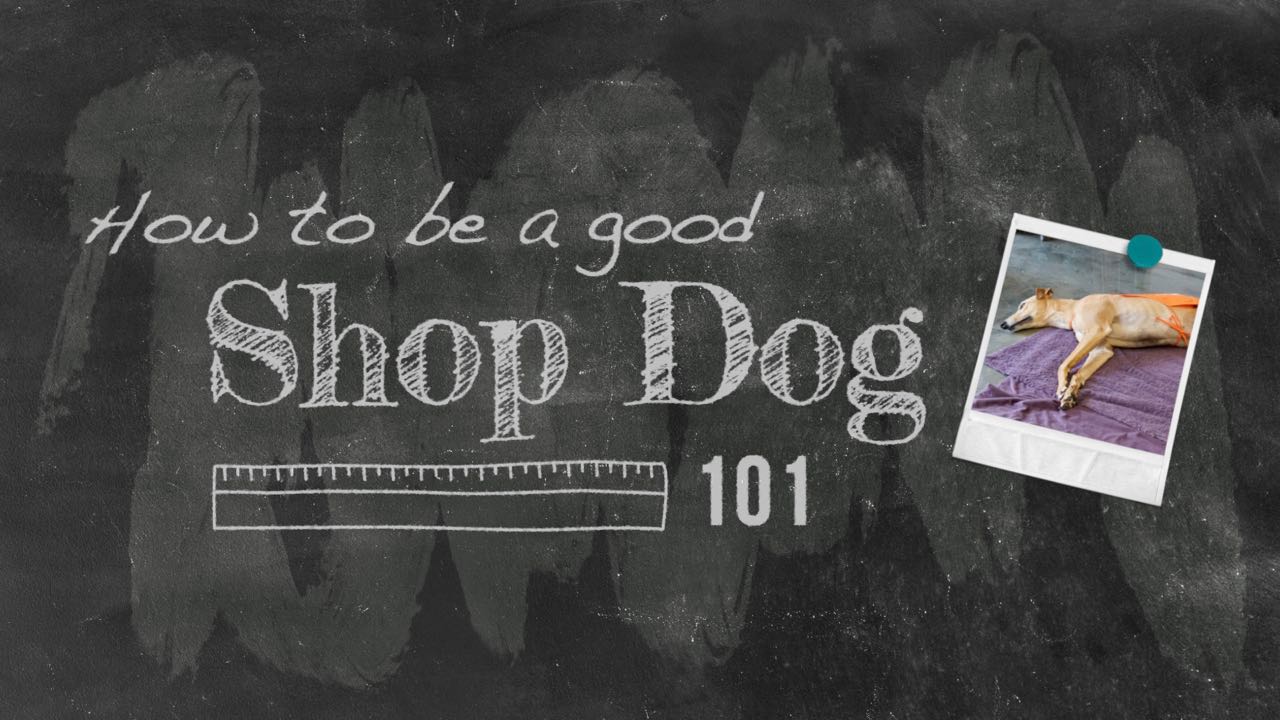 Everyone loves a shop dog especially one that's a greyhound.