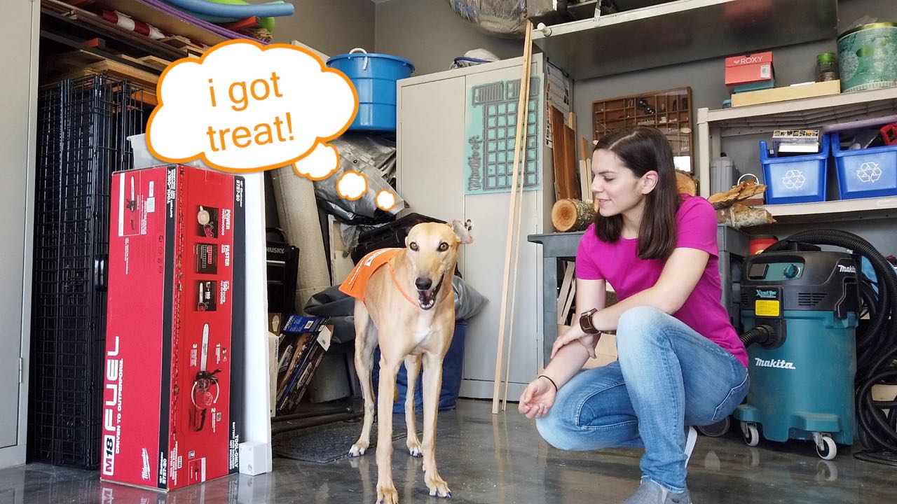 Mac the greyhound modeling a Home Depot orange apron.