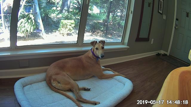 Mac the greyhound looks happy while her owner is gone. 